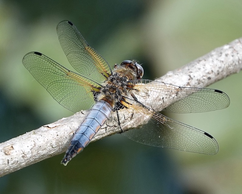 scarce chaser